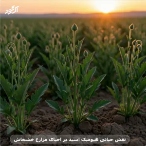 نقش حیاتی هیومیک اسید در احیای مزارع خشخاش