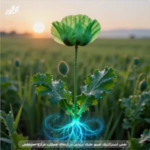 نقش استراتژیک آمینو جلبک دریایی در ارتقای عملکرد مزارع خشخاش