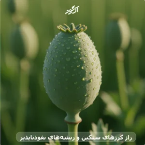 راز گرزهای سنگین و ریشه‌های نفوذناپذیر