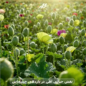 نقش حیاتی آهن در بازدهی خشخاش