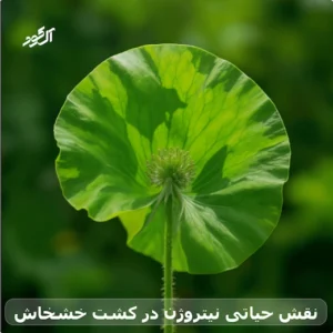 نقش حیاتی نیتروژن در کشت خشخاش