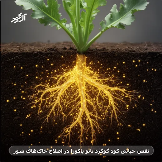 نقش حیاتی کود گوگرد نانو یاکوزا در اصلاح خاک‌های شور