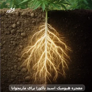 معجزه هیومیک اسید یاکوزا برای ماریجوانا