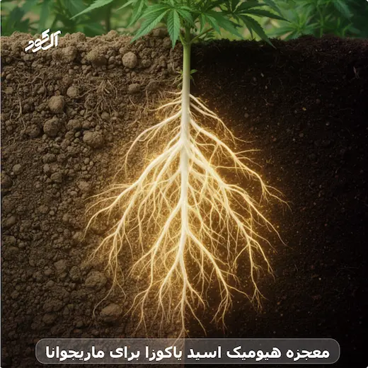 معجزه هیومیک اسید یاکوزا برای ماریجوانا