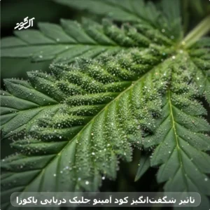 تاثیر شگفت‌انگیز کود آمینو جلبک دریایی یاکوزا