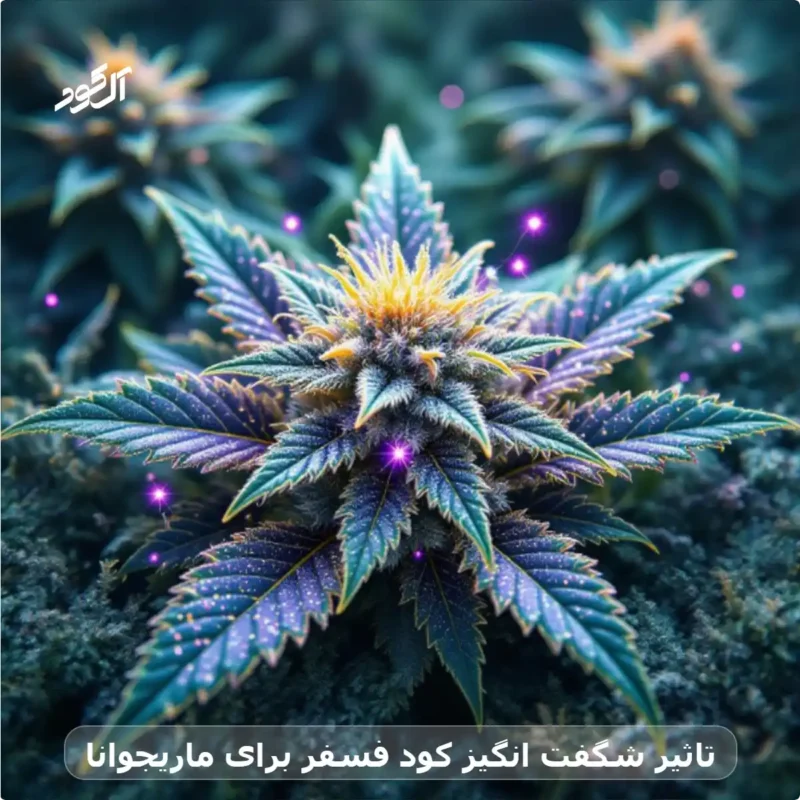 تاثیر شگفت انگیز کود فسفر برای ماریجوانا