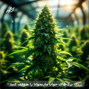 تاثیر شگفت انگیز کود فسفر برای ماریجوانا