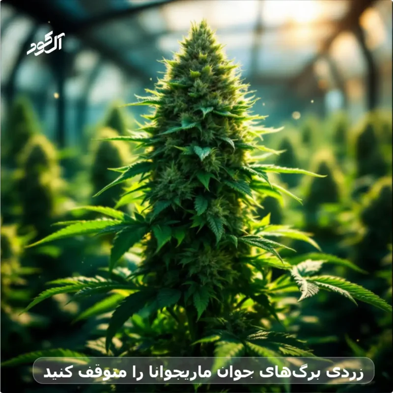 تاثیر شگفت انگیز کود فسفر برای ماریجوانا