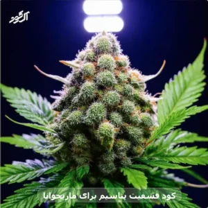 کود فسفیت پتاسیم برای ماریجوانا