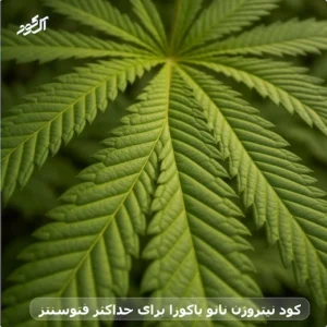 کود نیتروژن نانو یاکوزا برای حداکثر فتوسنتز