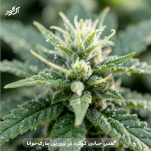 نقش حیاتی گوگرد در پرورش ماری‌جوانا