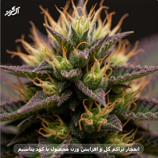 انفجار تراکم گل و افزایش وزن محصول با کود پتاسیم