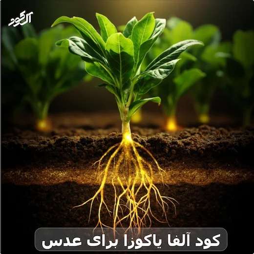 کود آلفا یاکوزا برای عدس