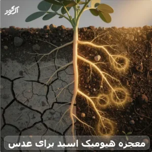 معجزه هیومیک اسید برای عدس