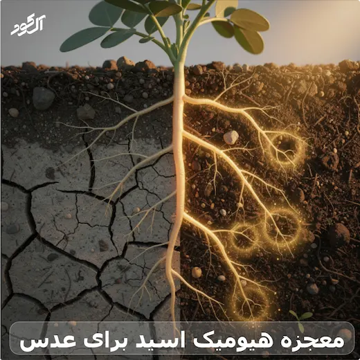 معجزه هیومیک اسید برای عدس