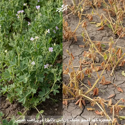 معجزه کود آمینو جلبک دریایی یاکوزا در زراعت عدس