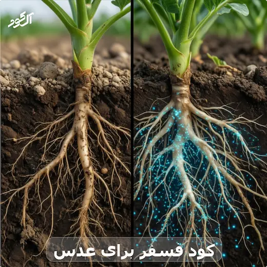 کود فسفر برای عدس