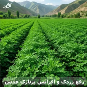 رفع زردی و افزایش پرباری عدس