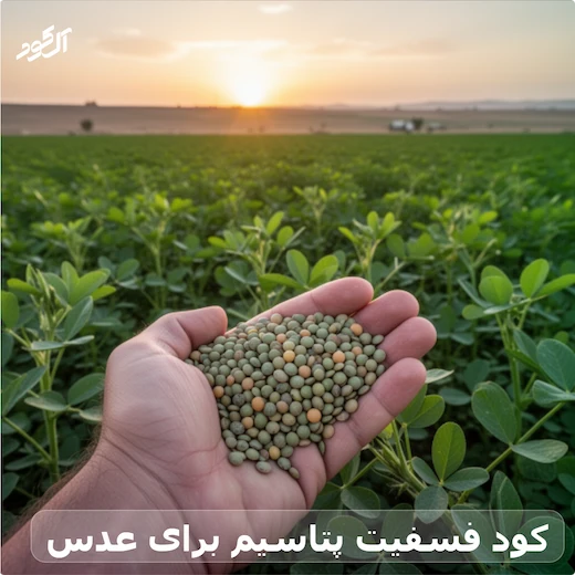 کود فسفیت پتاسیم برای عدس