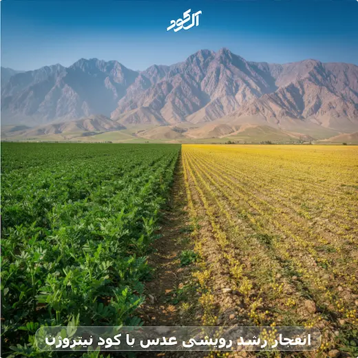 انفجار رشد رویشی عدس با کود نیتروژن