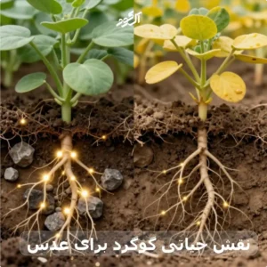 نقش حیاتی گوگرد برای عدس