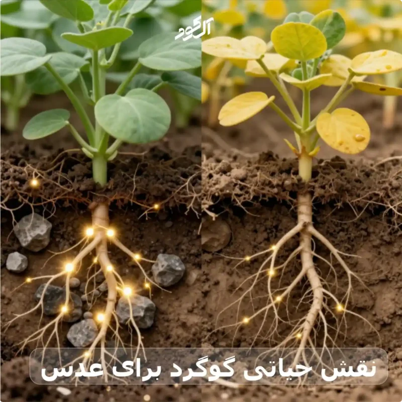 نقش حیاتی گوگرد برای عدس