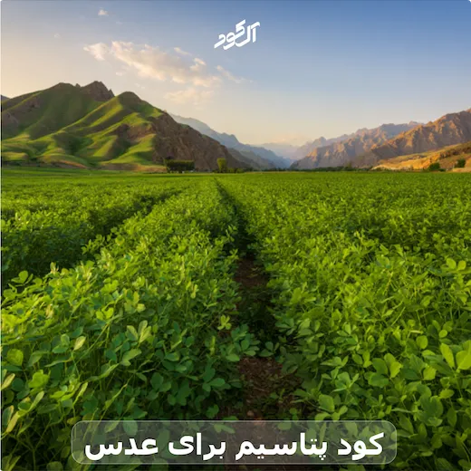 کود پتاسیم برای عدس