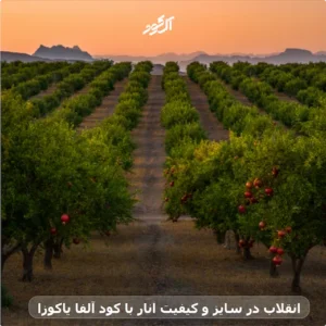 انقلاب در سایز و کیفیت انار با کود آلفا یاکوزا