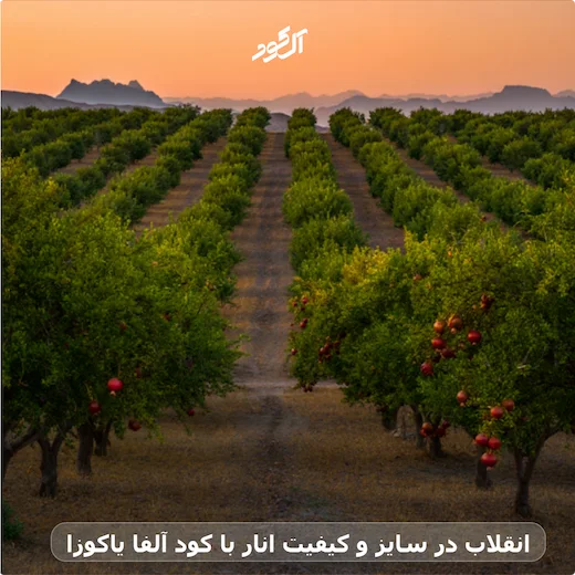 انقلاب در سایز و کیفیت انار با کود آلفا یاکوزا