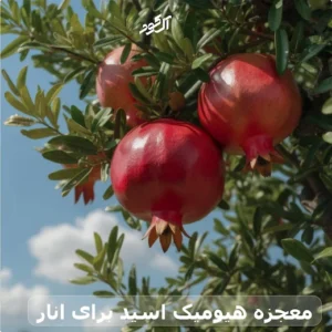 معجزه هیومیک اسید برای انار