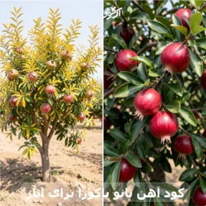 کود آهن نانو یاکوزا برای انار