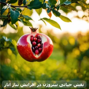 نقش حیاتی نیتروژن در افزایش تناژ انار