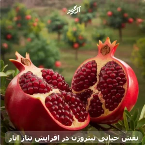 نقش حیاتی نیتروژن در افزایش تناژ انار