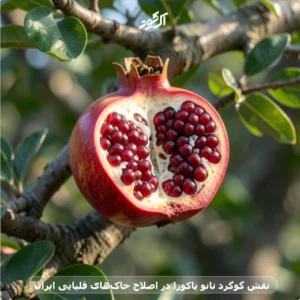 نقش گوگرد نانو یاکوزا در اصلاح خاک‌های قلیایی ایران