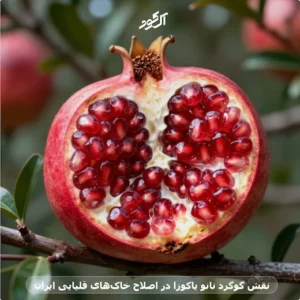 نقش گوگرد نانو یاکوزا در اصلاح خاک‌های قلیایی ایران