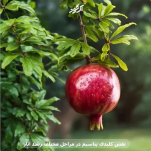 نقش کلیدی پتاسیم در مراحل مختلف رشد انار