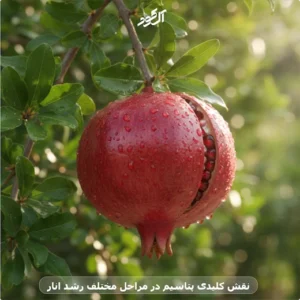 نقش کلیدی پتاسیم در مراحل مختلف رشد انار