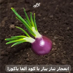 انفجار تناژ پیاز با کود آلفا یاکوزا