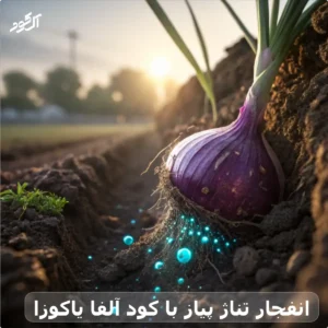 انفجار تناژ پیاز با کود آلفا یاکوزا