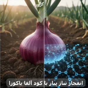 انفجار تناژ پیاز با کود آلفا یاکوزا