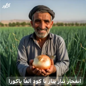 انفجار تناژ پیاز با کود آلفا یاکوزا