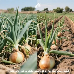 انفجار سایز غده پیاز با کود آمینو جلبک دریایی نانو یاکوزا