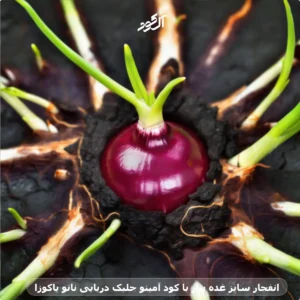 انفجار سایز غده پیاز با کود آمینو جلبک دریایی نانو یاکوزا