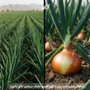 انفجار سایز غده پیاز با کود آمینو جلبک دریایی نانو یاکوزا