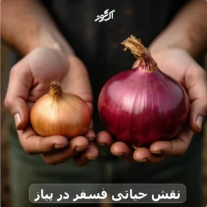 کود فسفر بالا برای پیاز