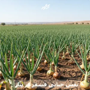 کود فسفر بالا برای پیاز
