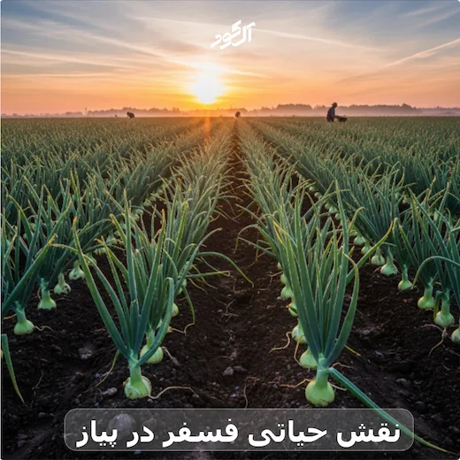 کود فسفر بالا برای پیاز