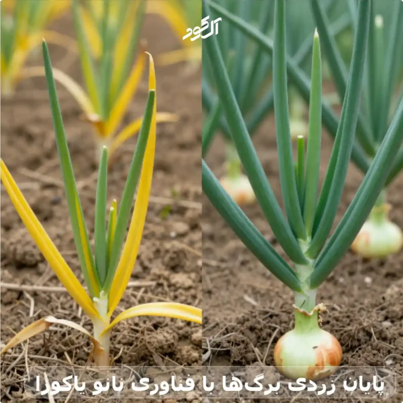 پایان زردی برگ‌ها با فناوری نانو یاکوزا