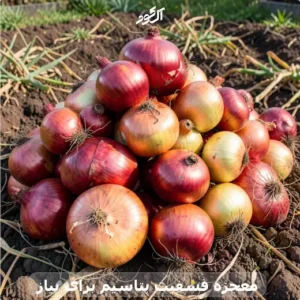 معجزه فسفیت پتاسیم برای پیاز