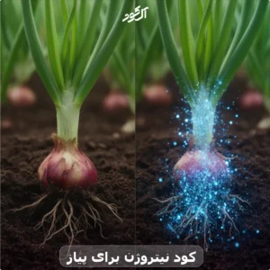 کود نیتروژن برای پیاز